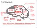 Мозъкът на жената се състои от следните блокове: