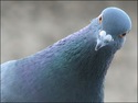 Картинка към Проблема с гълъбите