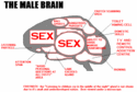 Мозъкът на мъжа се състои от следните блокове: | 