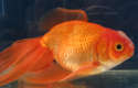 Златната рибка
